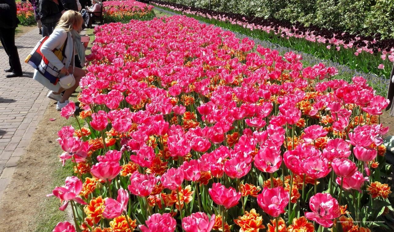 Keukenhof