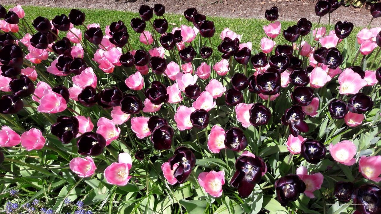 Cea mai mare expoziție florală din lume