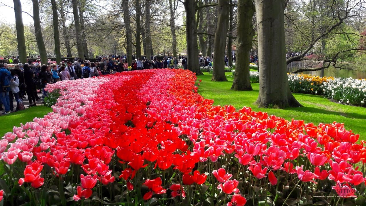 Keukenhof