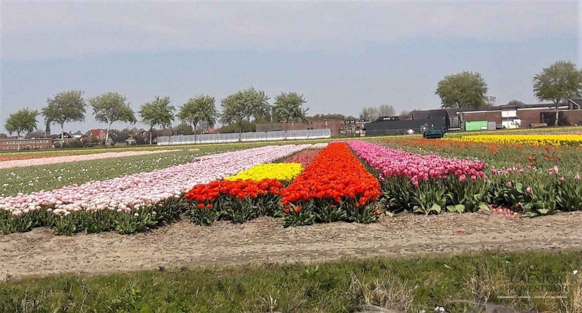 Keukenhof