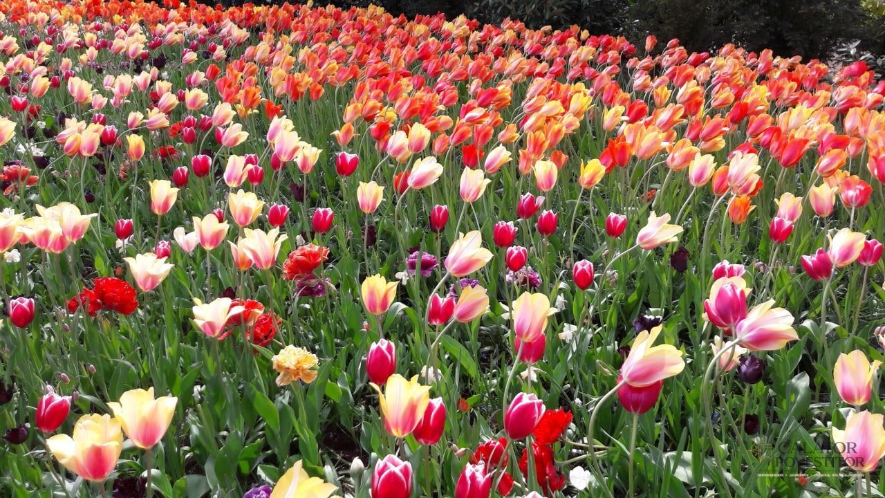 Keukenhof