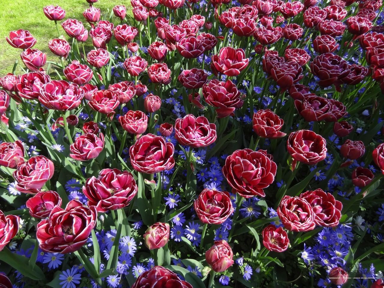 Keukenhof - cea mai mare expoziție florală