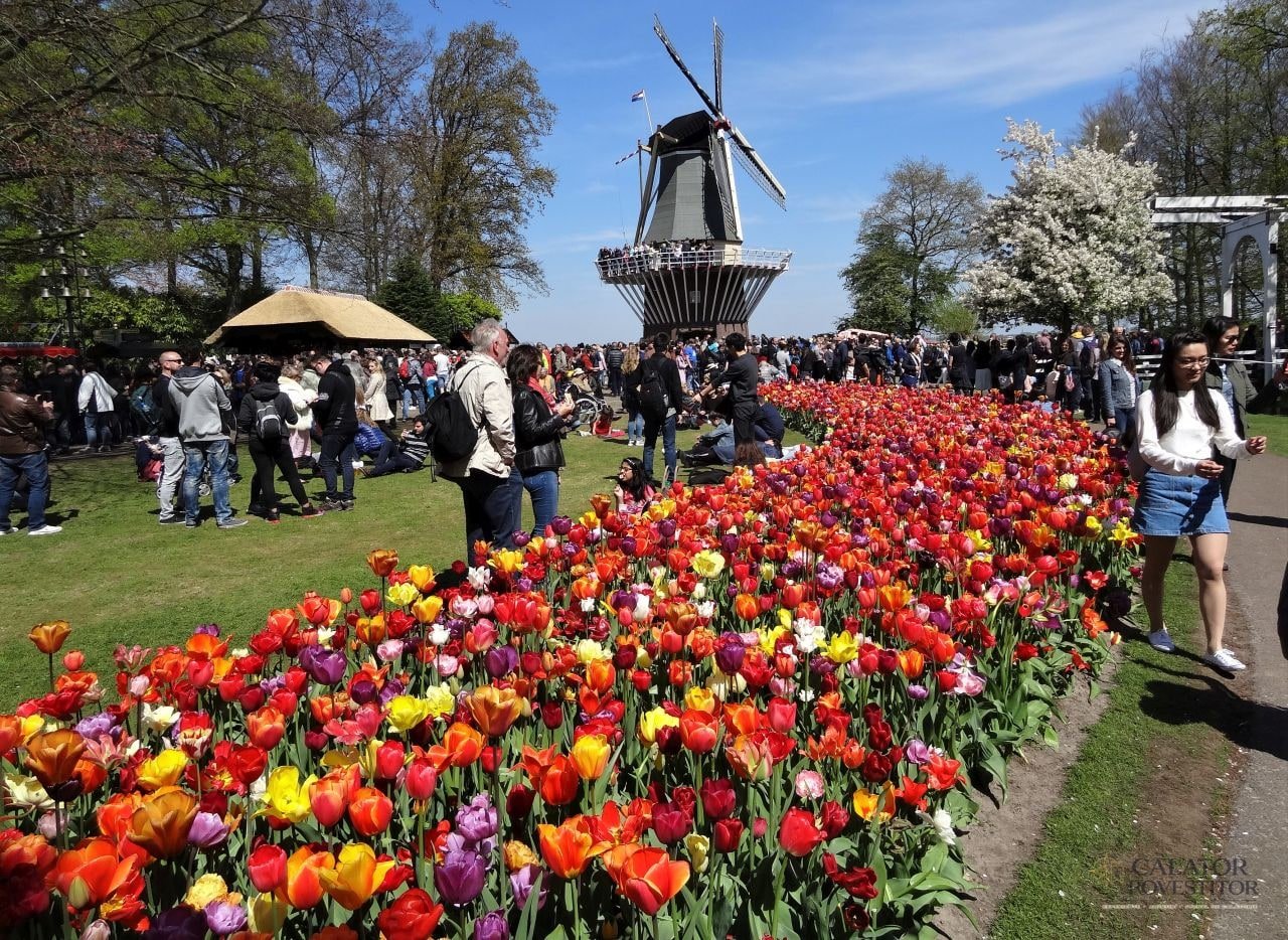 Keukenhof - cea mai mare expoziție florală