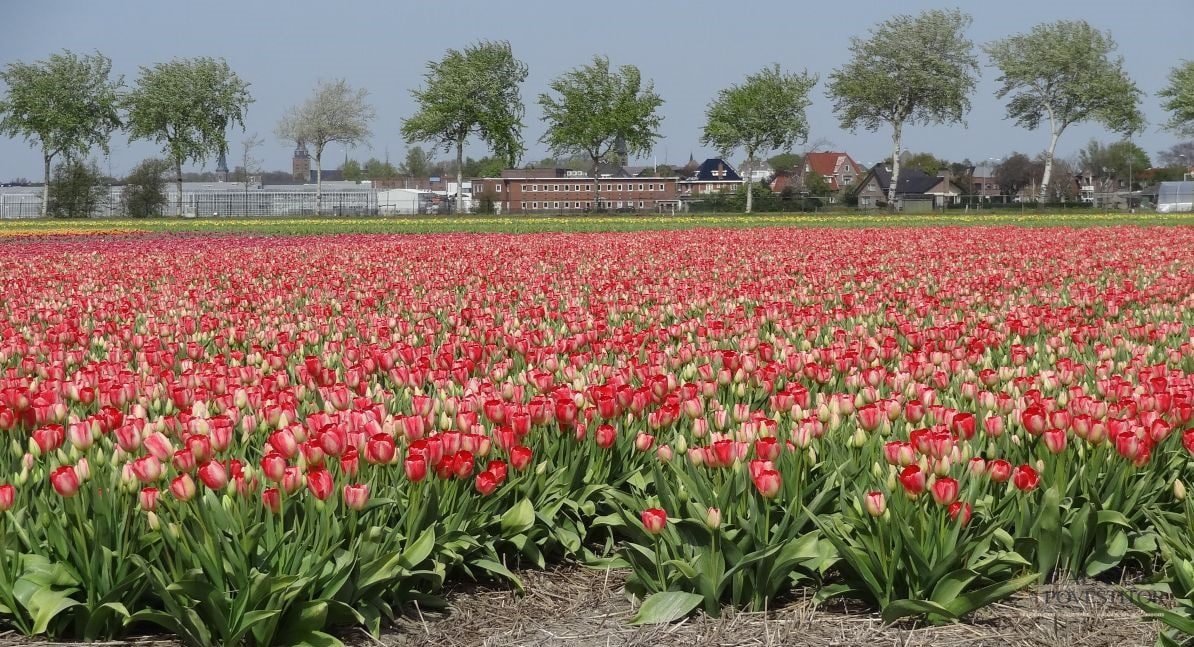 Keukenhof
