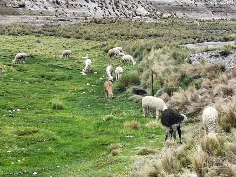 calatorie peru