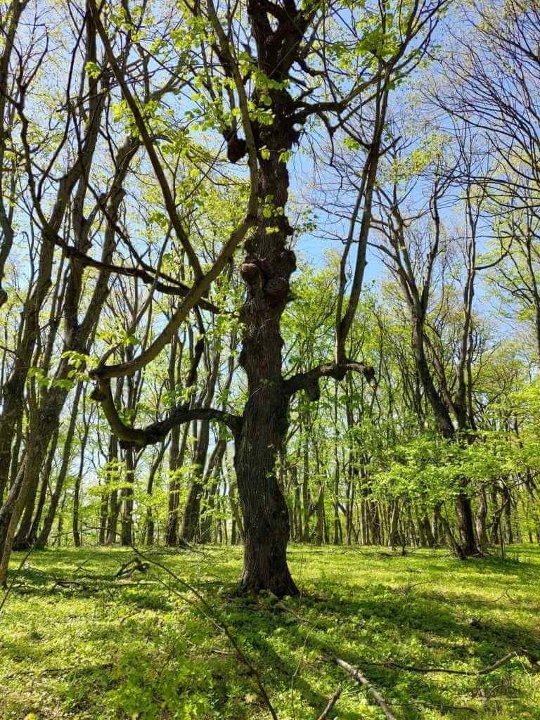 Muntii Macin – traseu montan Varful Tutuiatu