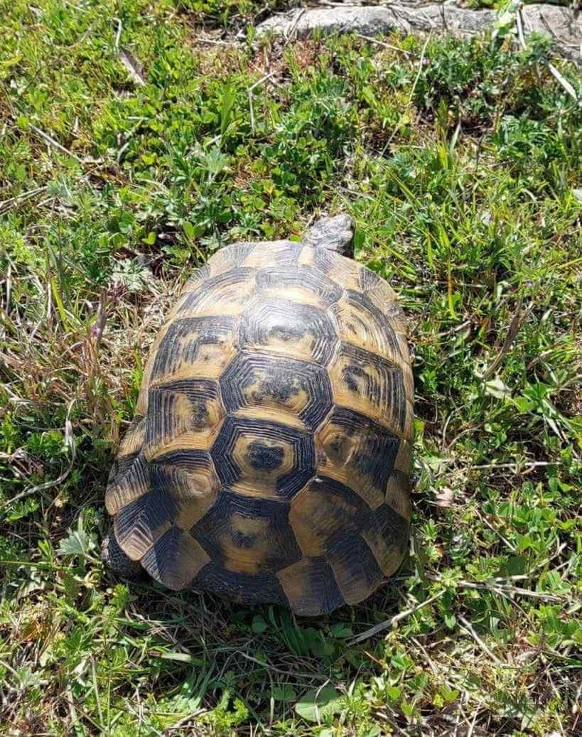 Muntii Macin – traseu montan Varful Tutuiatu