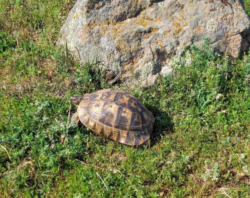 Muntii Macin – traseu montan Varful Tutuiatu