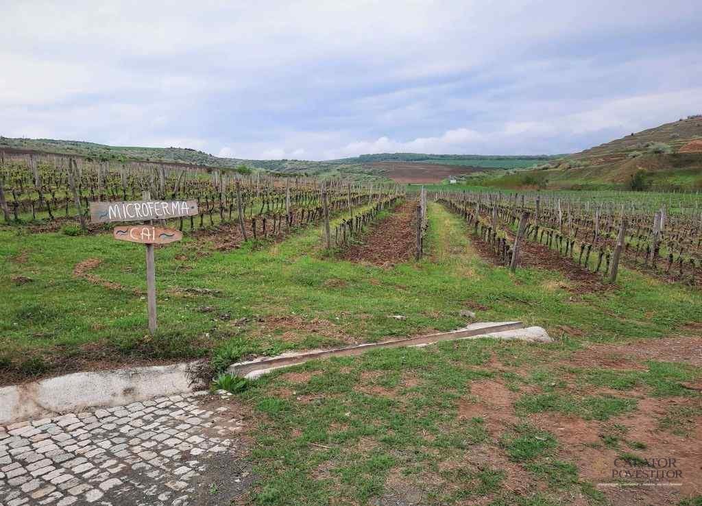 Obiective turistice Dobrogea - Crama La Sapata