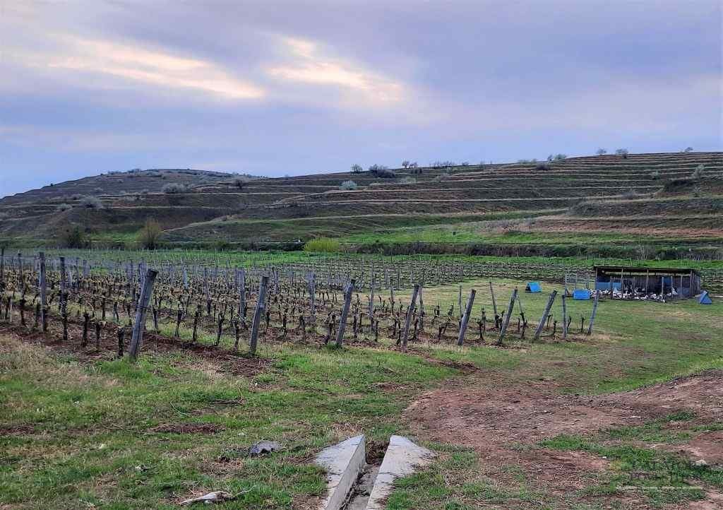 Obiective turistice Dobrogea - Crama La Sapata