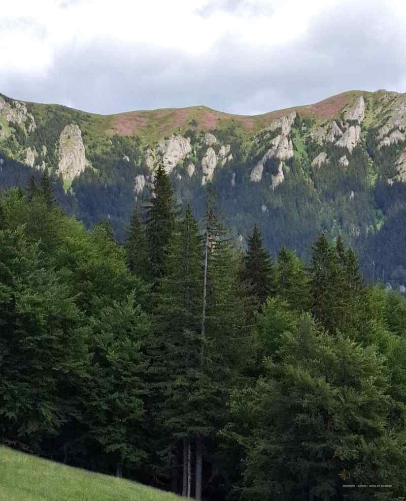 Simfonia florilor de rododendron-Munții Ciucaș