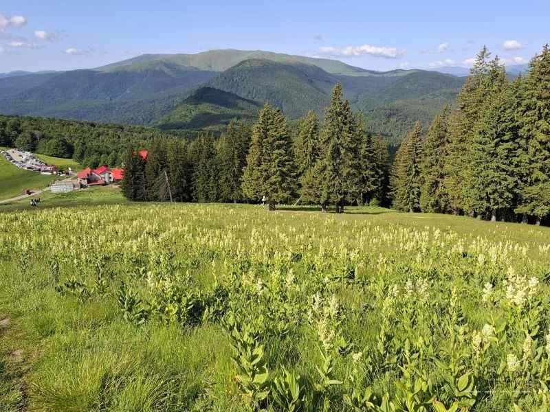 Simfonia florilor de rododendron-Munții Ciucaș