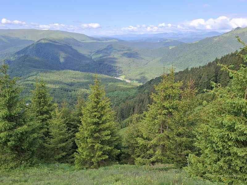 Simfonia florilor de rododendron-Munții Ciucaș