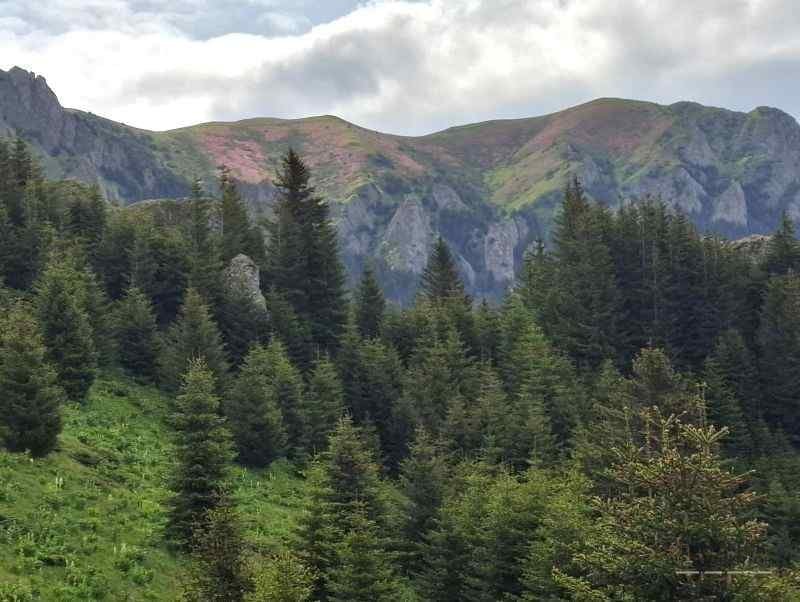 Simfonia florilor de rododendron-Munții Ciucaș
