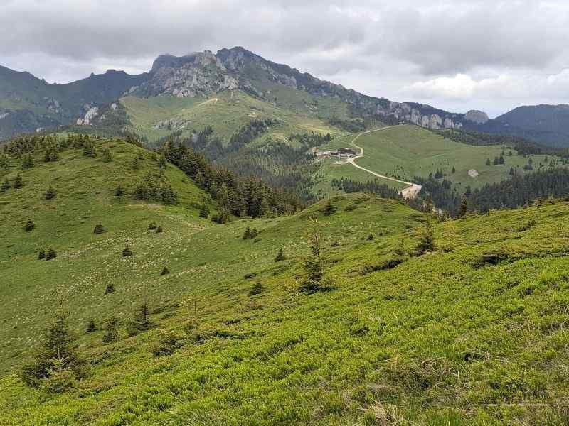 Simfonia florilor de rododendron-Munții Ciucaș