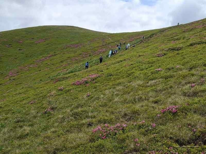 Simfonia florilor de rododendron-Munții Ciucaș