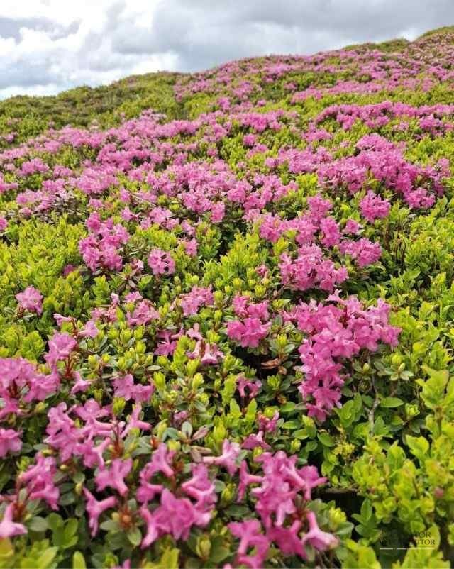 Simfonia florilor de rododendron-Munții Ciucaș