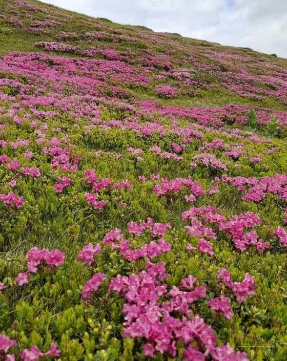 Simfonia florilor de rododendron-Munții Ciucaș