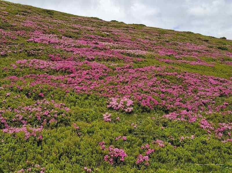 Simfonia florilor de rododendron-Munții Ciucaș