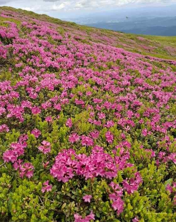 Simfonia florilor de rododendron-Munții Ciucaș