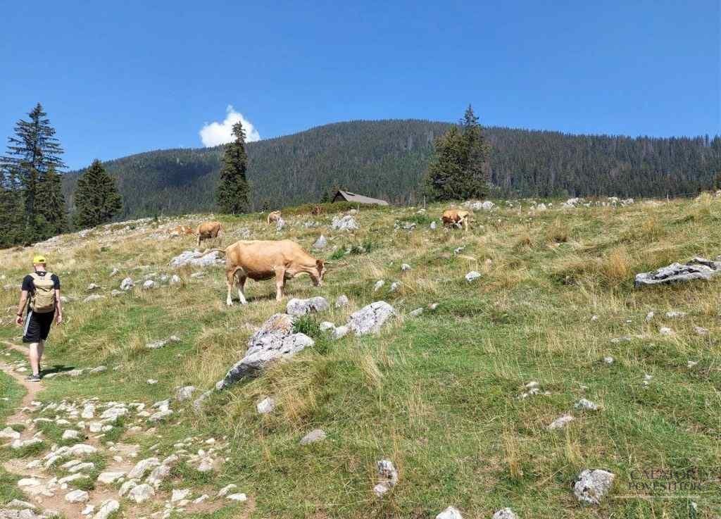 Trasee montane Piatra Craiului - cabana Curmatura